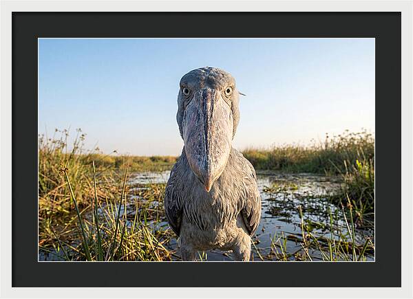 Shoebills Intense Stare
