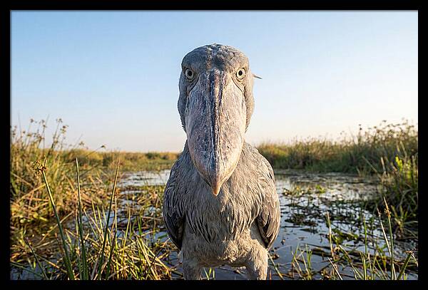 Shoebills Intense Stare