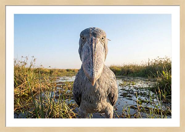 Shoebills Intense Stare