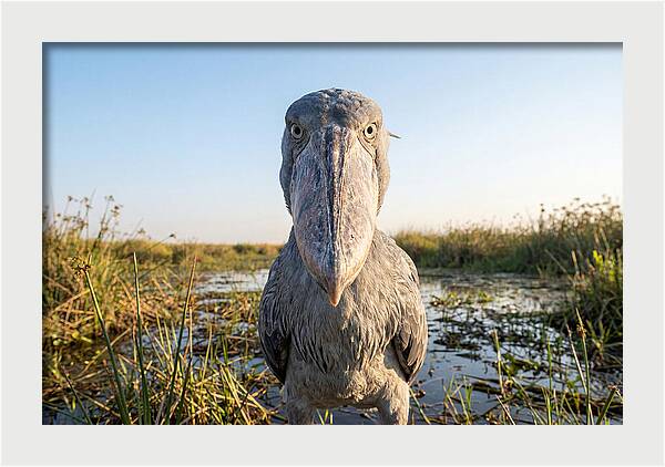 Shoebills Intense Stare