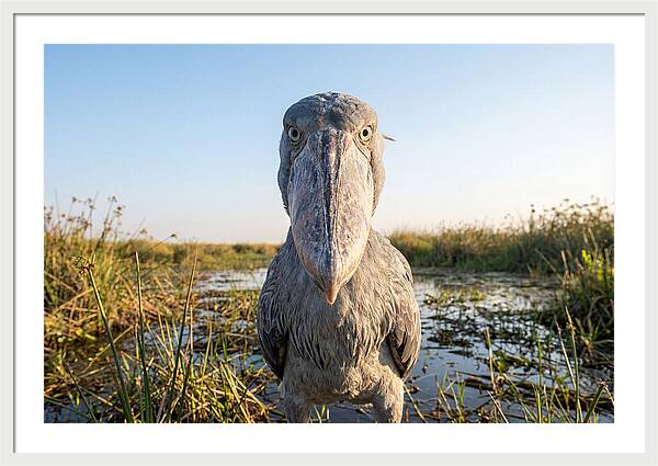 Shoebills Intense Stare