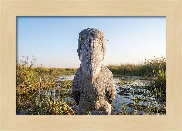 Shoebills Intense Stare