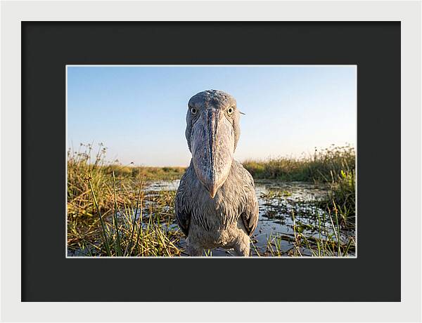 Shoebills Intense Stare
