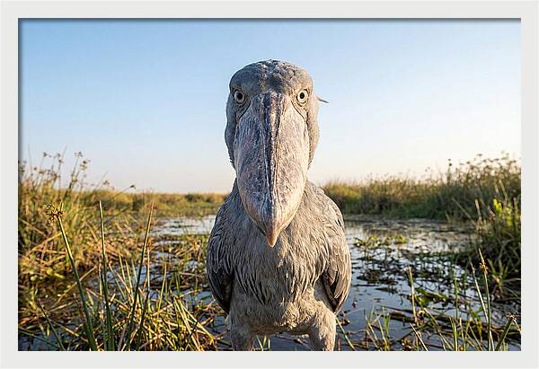 Shoebills Intense Stare