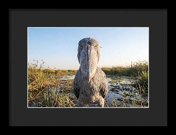 Shoebills Intense Stare