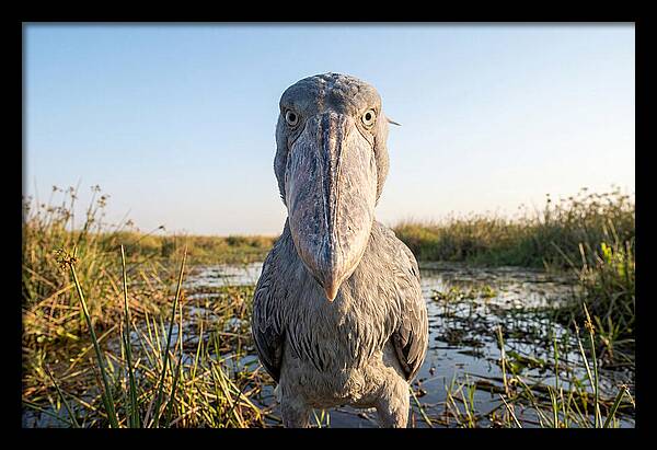 Shoebills Intense Stare