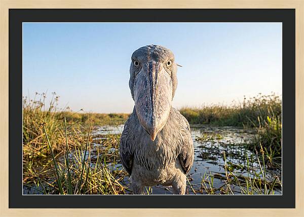 Shoebills Intense Stare