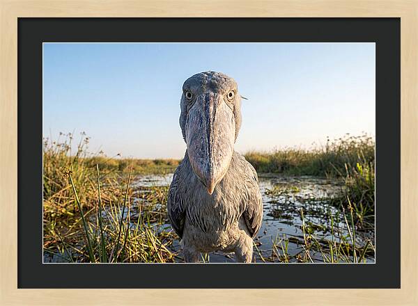 Shoebills Intense Stare