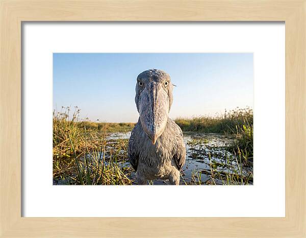 Shoebills Intense Stare
