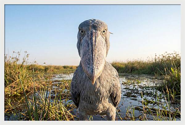 Shoebills Intense Stare