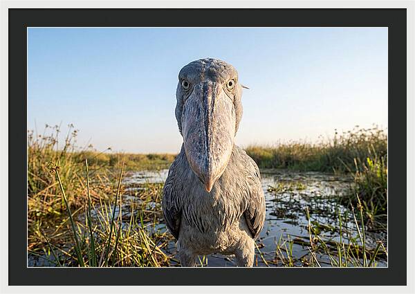 Shoebills Intense Stare