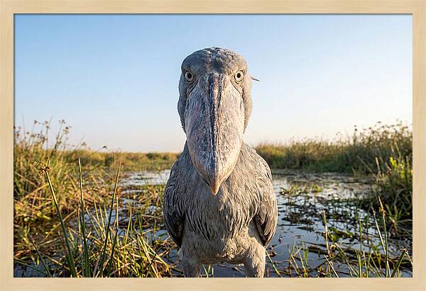 Shoebills Intense Stare
