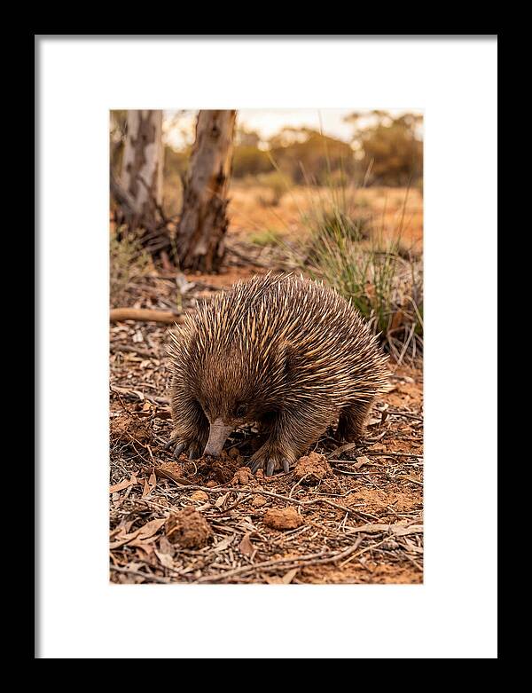 Short Beaked Echidna Foraging