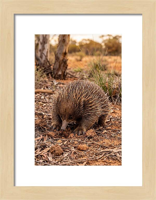 Short Beaked Echidna Foraging