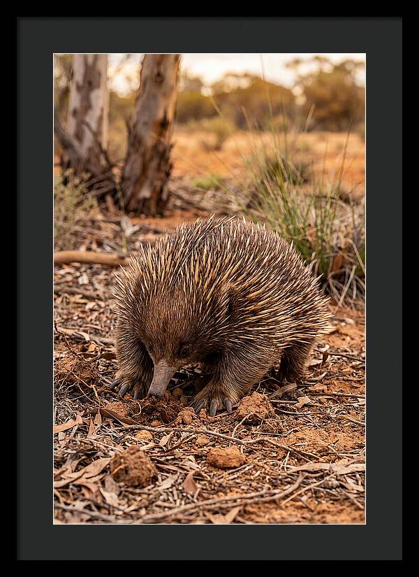 Short Beaked Echidna Foraging