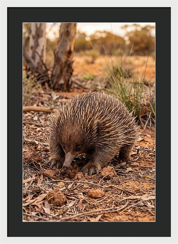 Short Beaked Echidna Foraging