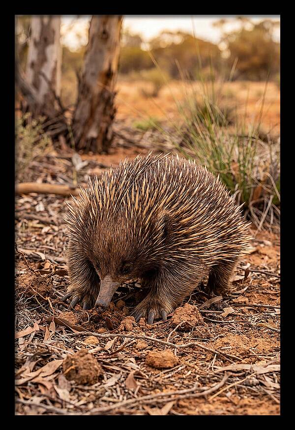 Short Beaked Echidna Foraging