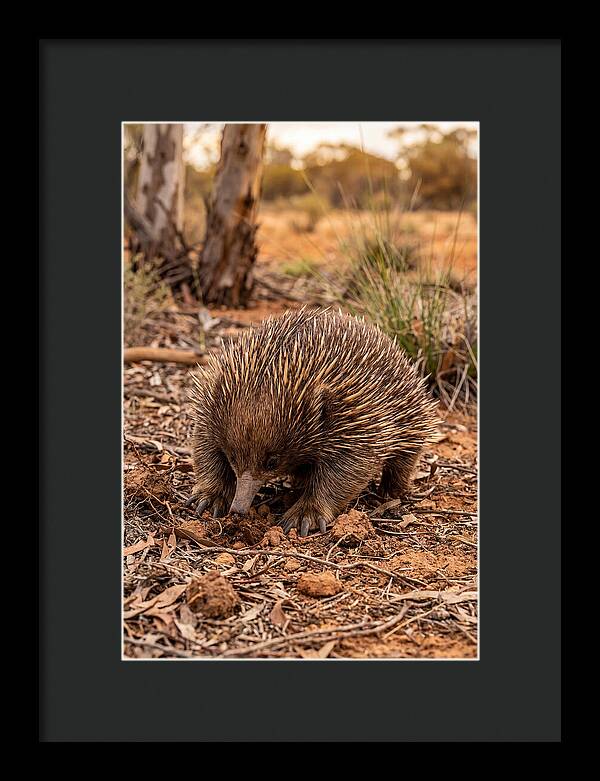 Short Beaked Echidna Foraging
