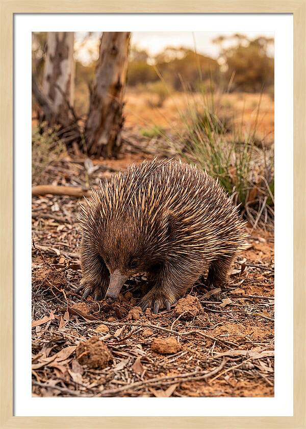 Short Beaked Echidna Foraging