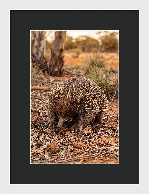 Short Beaked Echidna Foraging