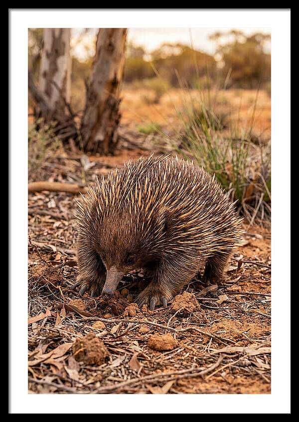 Short Beaked Echidna Foraging