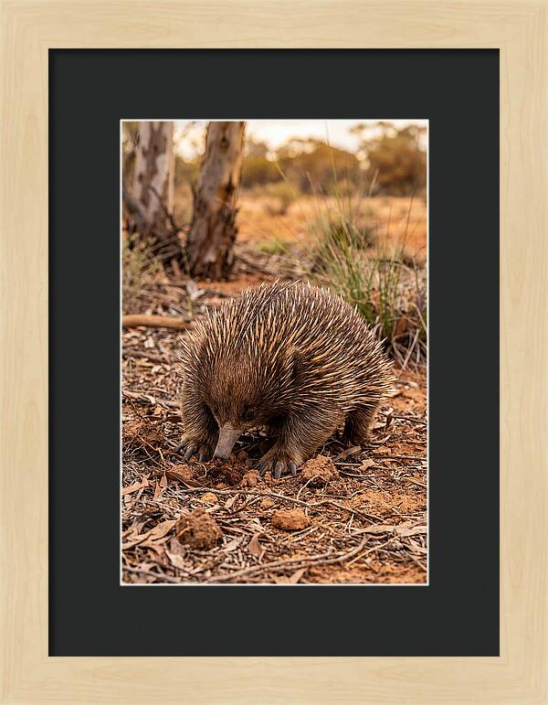 Short Beaked Echidna Foraging