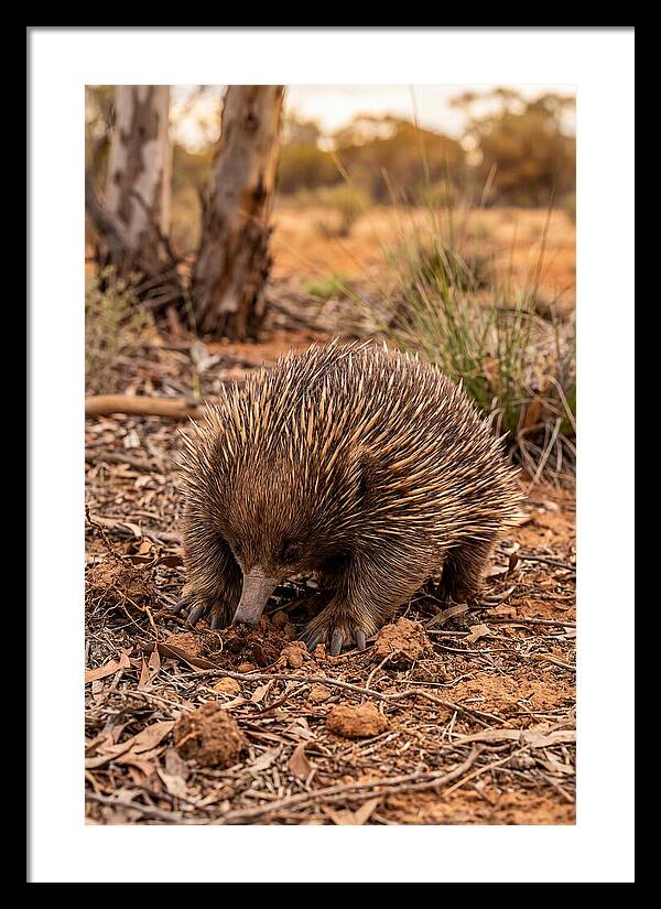 Short Beaked Echidna Foraging