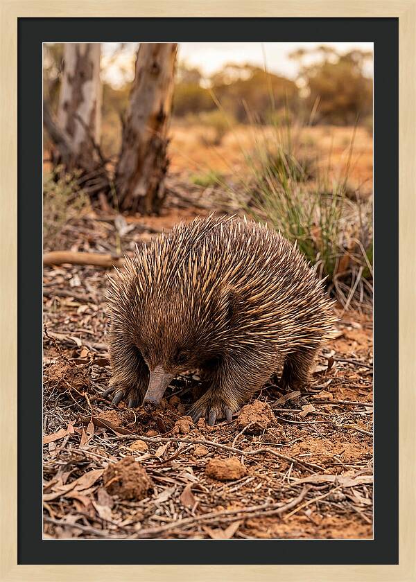 Short Beaked Echidna Foraging