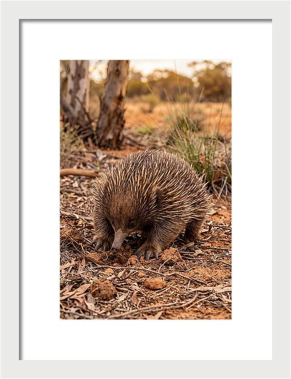 Short Beaked Echidna Foraging