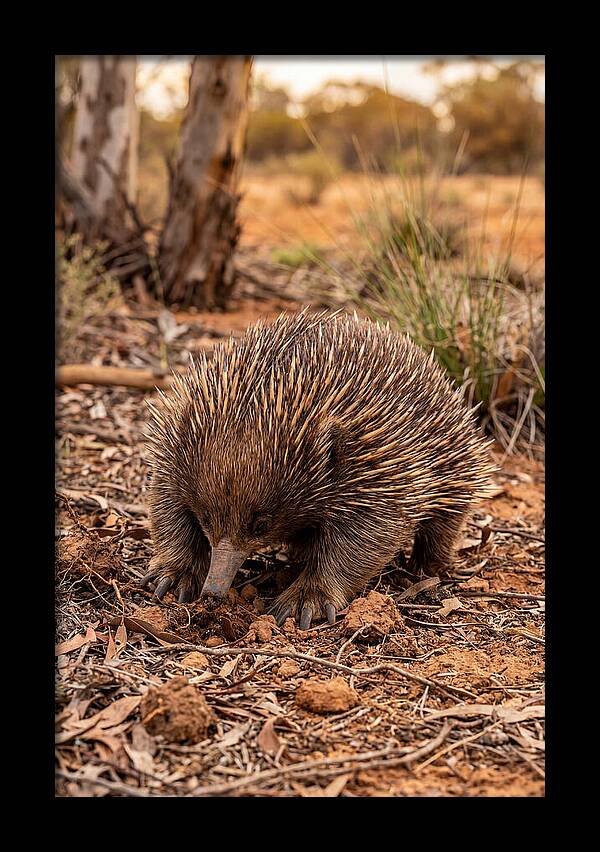 Short Beaked Echidna Foraging