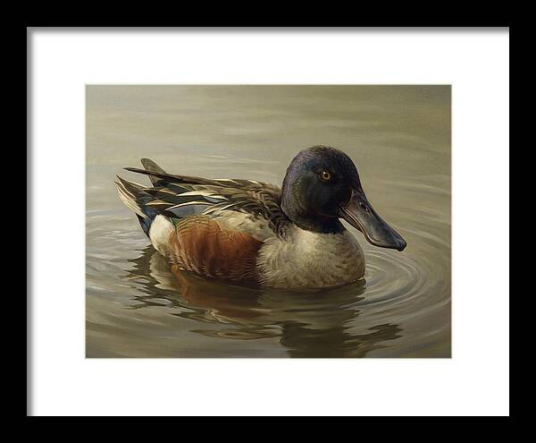 Shoveler Duck In Tranquil Waters