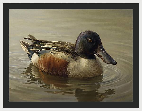 Shoveler Duck In Tranquil Waters