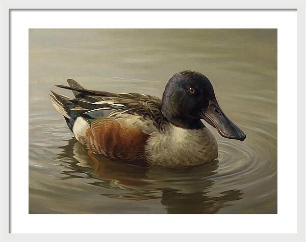 Shoveler Duck In Tranquil Waters