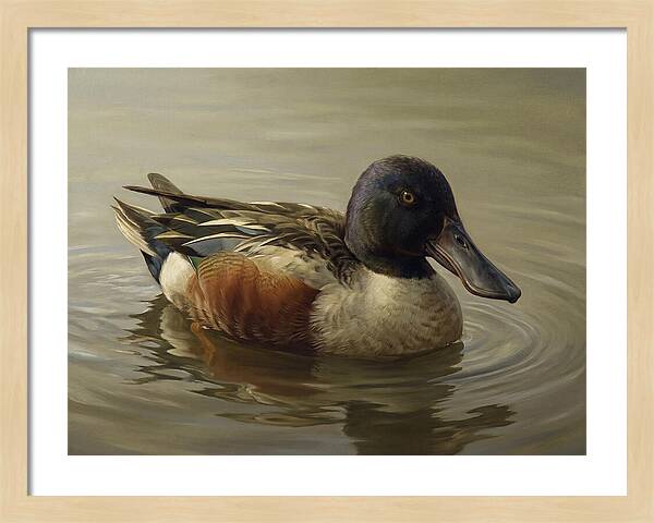 Shoveler Duck In Tranquil Waters