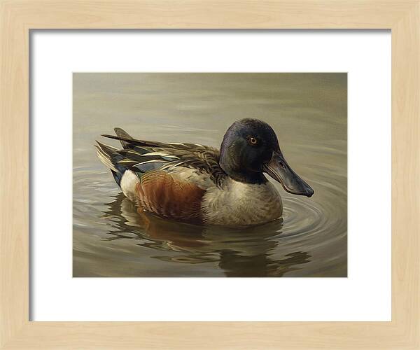Shoveler Duck In Tranquil Waters