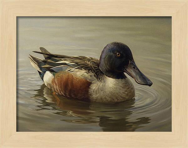 Shoveler Duck In Tranquil Waters