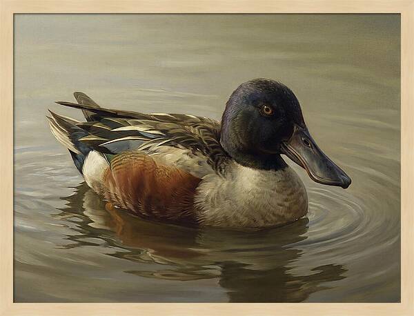 Shoveler Duck In Tranquil Waters