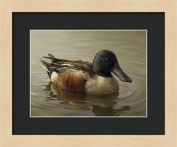 Shoveler Duck In Tranquil Waters