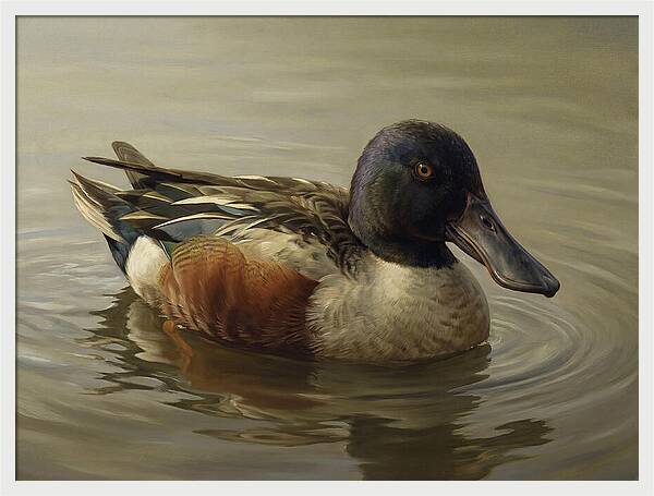 Shoveler Duck In Tranquil Waters