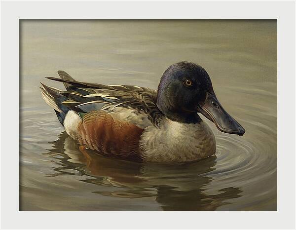 Shoveler Duck In Tranquil Waters