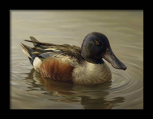 Shoveler Duck In Tranquil Waters
