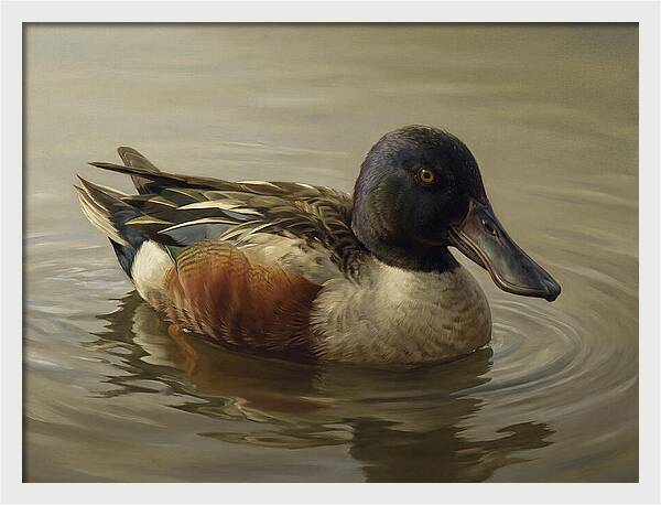 Shoveler Duck In Tranquil Waters