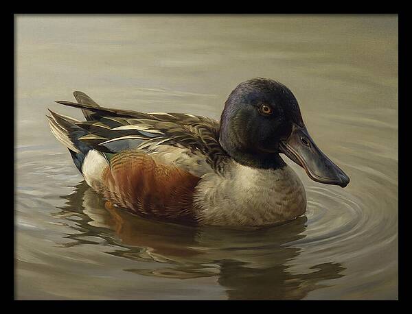 Shoveler Duck In Tranquil Waters