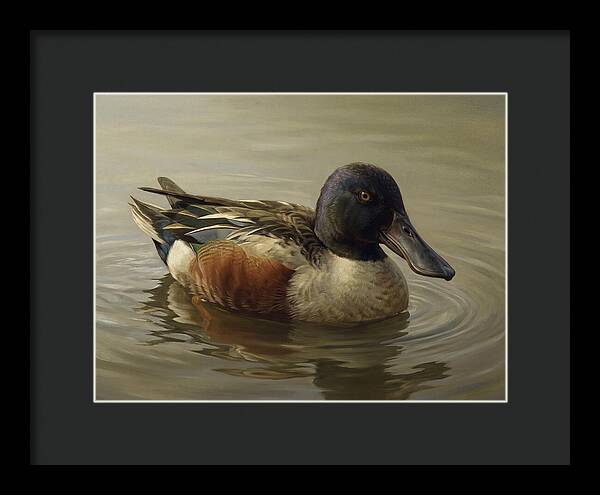 Shoveler Duck In Tranquil Waters