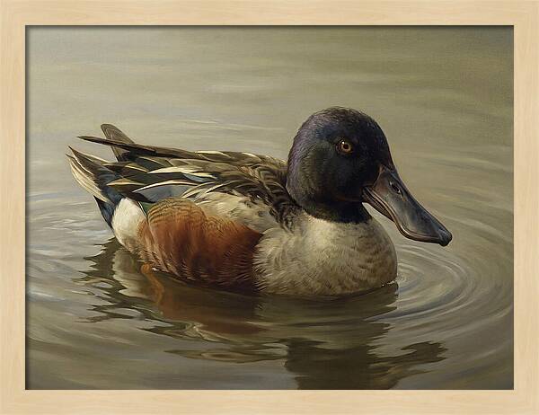 Shoveler Duck In Tranquil Waters