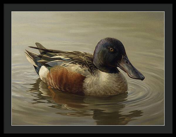 Shoveler Duck In Tranquil Waters