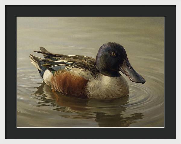 Shoveler Duck In Tranquil Waters