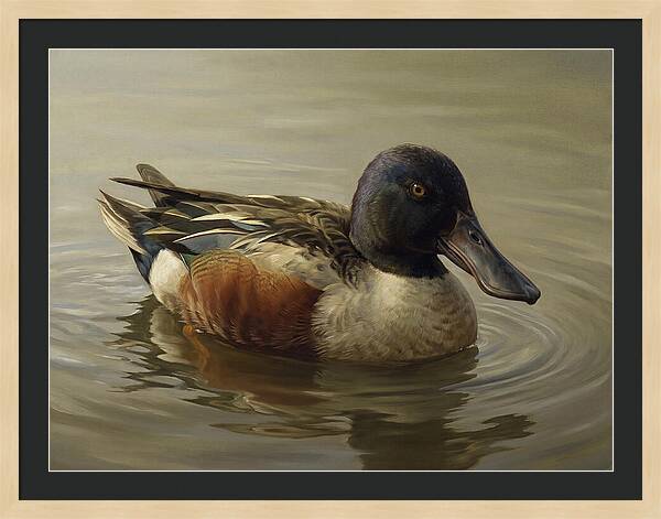 Shoveler Duck In Tranquil Waters