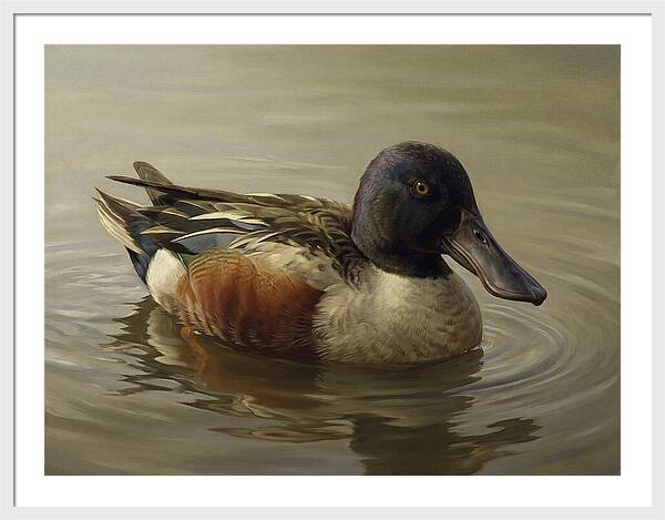 Shoveler Duck In Tranquil Waters