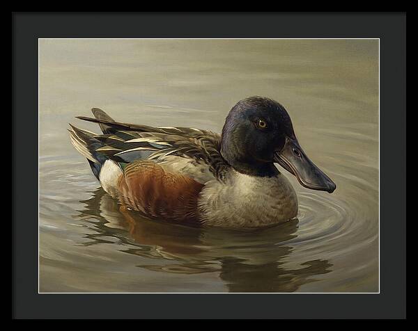Shoveler Duck In Tranquil Waters